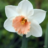 Large Cup Narcissi 'Pink Smiles'