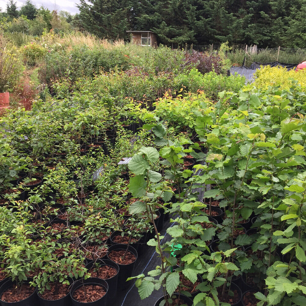 Viburnum opulus (Guelder Rose) 3050cm 5.5ltr. Bunkers Hill Plant Nursery