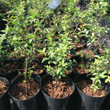Prunus spinosa (Blackthorn) 30-40cm 4ltr.