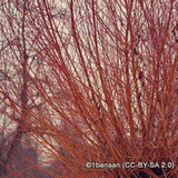 Salix Chermesina (Scarlet Willow) 6/8cm