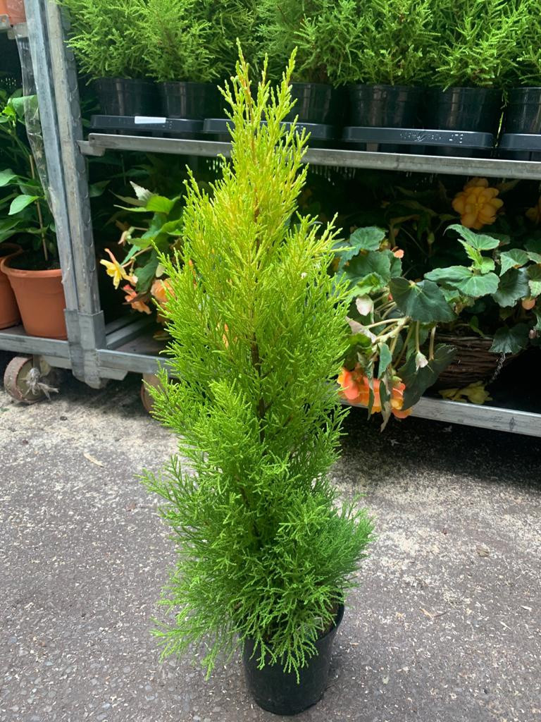 cupressus wilma 4ltr macrocarpa conifer