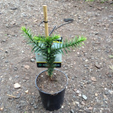 Monkey Puzzle Tree (Araucaria araucana) - 1ltr pot