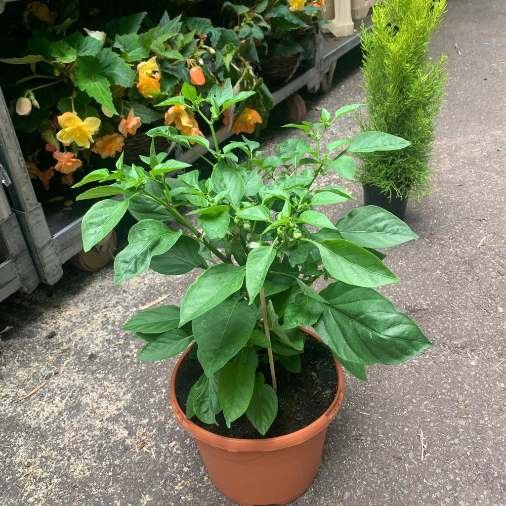 Instant Red Bell Pepper 5ltr pot Bunkers Hill Plant Nursery