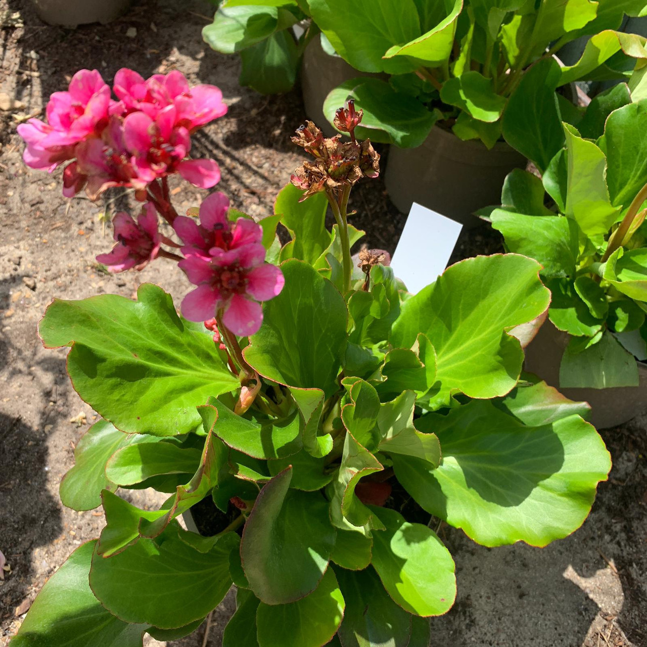 Bergenia 'Autumn Magic' 2ltr pot Bunkers Hill Plant Nursery