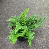 Dryopteris wallichiana (fern) -3 ltr pot