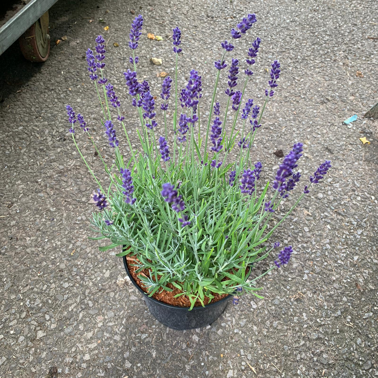Lavender angustifolia 'Hidcote' 3ltr pot Bunkers Hill Plant Nursery