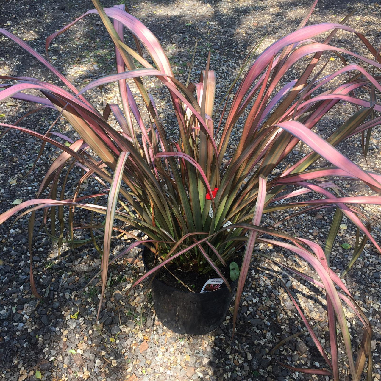 Phormium 'Rainbow Maiden' 7.5ltr Bunkers Hill Plant Nursery