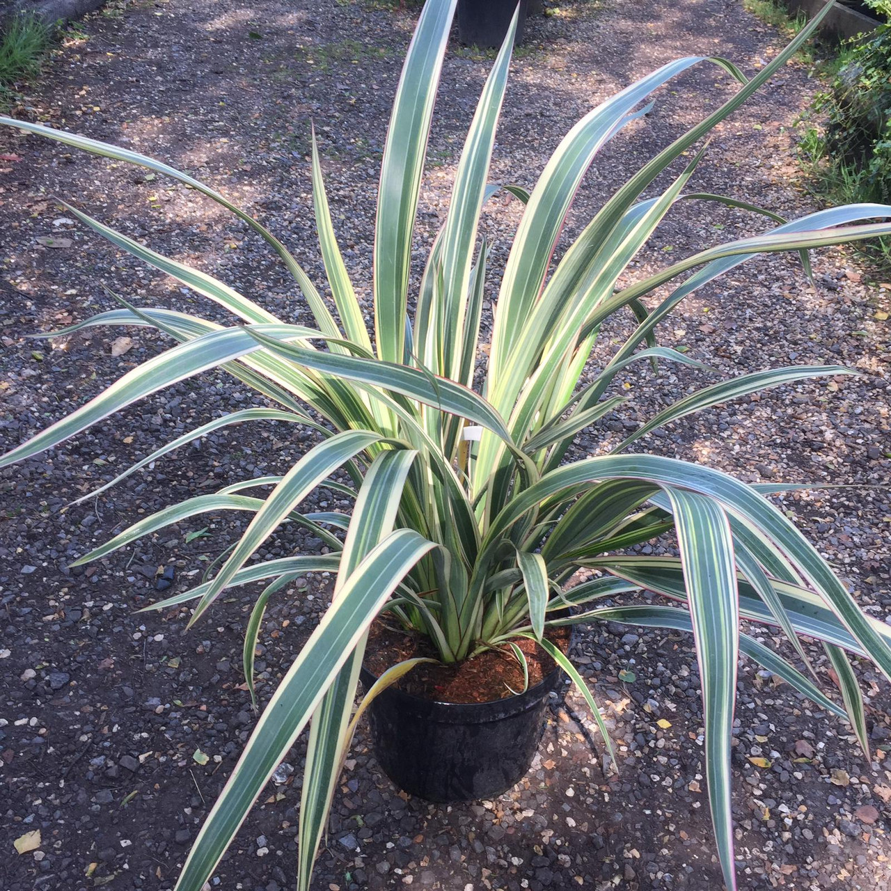 Phormium 'Tricolor' 10ltr Bunkers Hill Plant Nursery