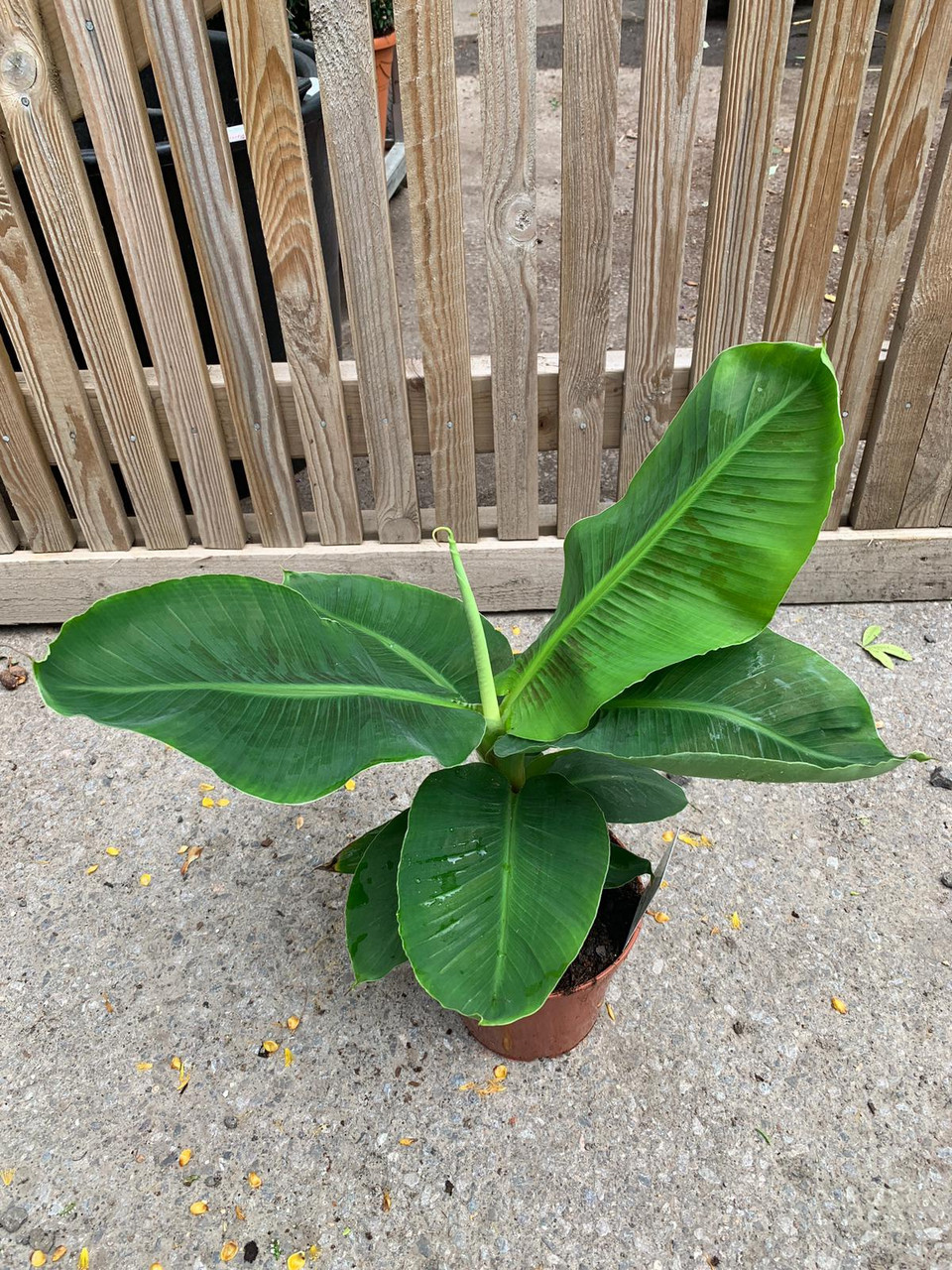 Musa Ornamental Banana Tree Bunkers Hill Plant Nursery