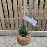 Hanging Succulent 'Zebra Plant' (Hawthornia)
