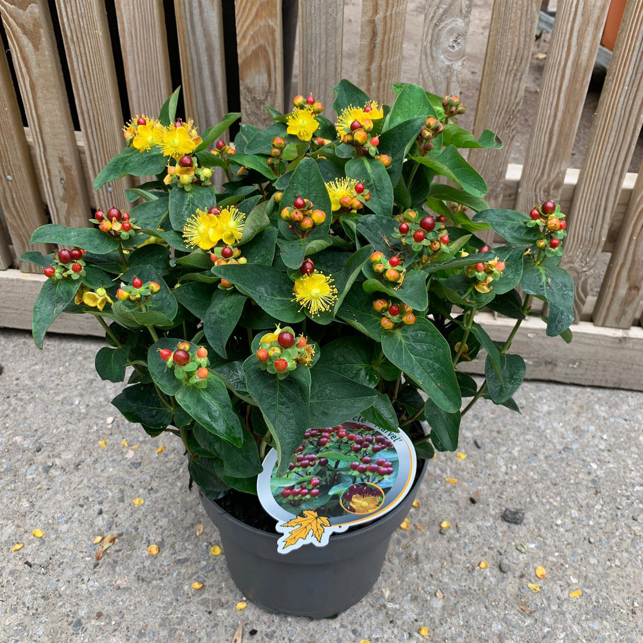 Hypericum 'Miracle Marvel' Bunkers Hill Plant Nursery