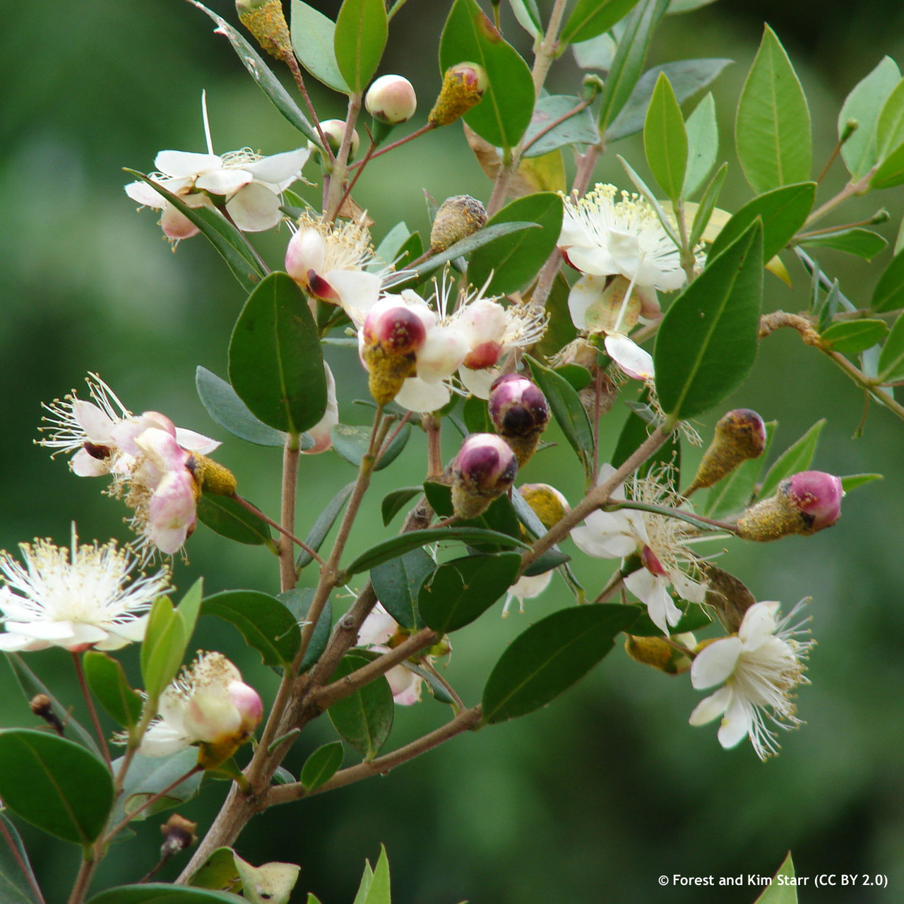 Myrtle (14.5cm pot) - Bunkers Hill Plant Nursery
