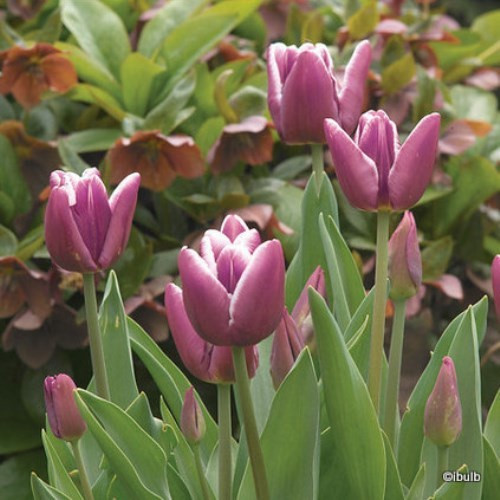 Tulip 'Arabian Mystery' PACK of 11 bulbs Bunkers Hill Plant Nursery