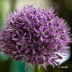 Allium 'Gladiator' BULK - 25 or 50 Bulbs