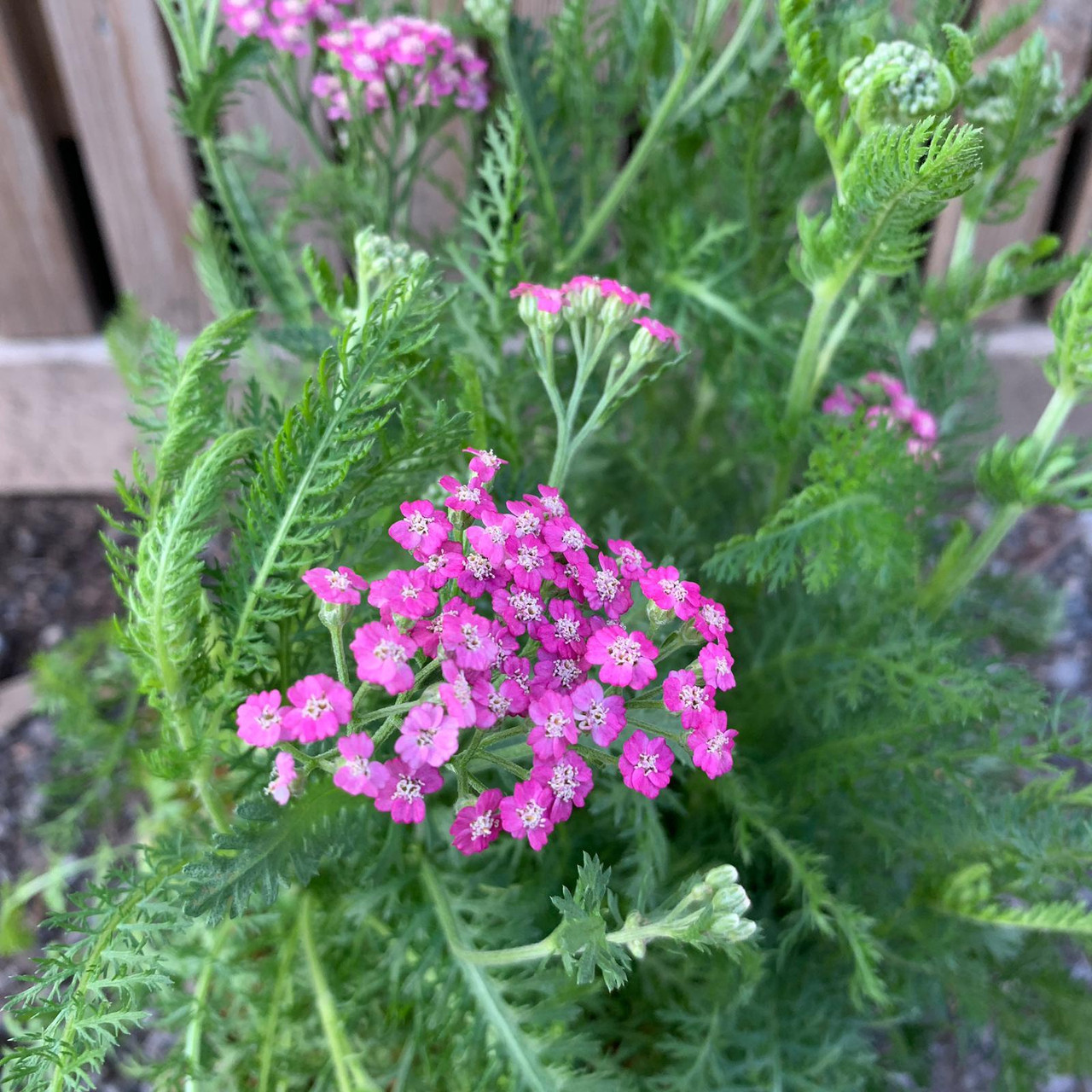 Achillea 'Pink Grapefruit' 3ltr pot Bunkers Hill Plant Nursery