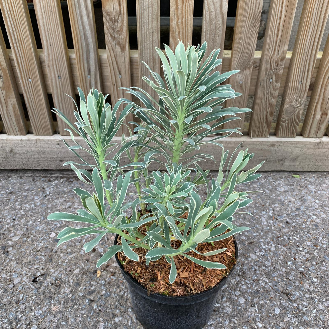 Euphorbia �Glacier Blue� 3ltr pot Bunkers Hill Plant