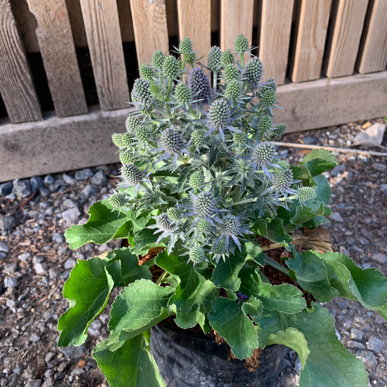Eryngium 'Blue Hobbit' Bunkers Hill Plant Nursery