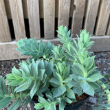 Euphorbia 'Myrsinites' - 3ltr pot