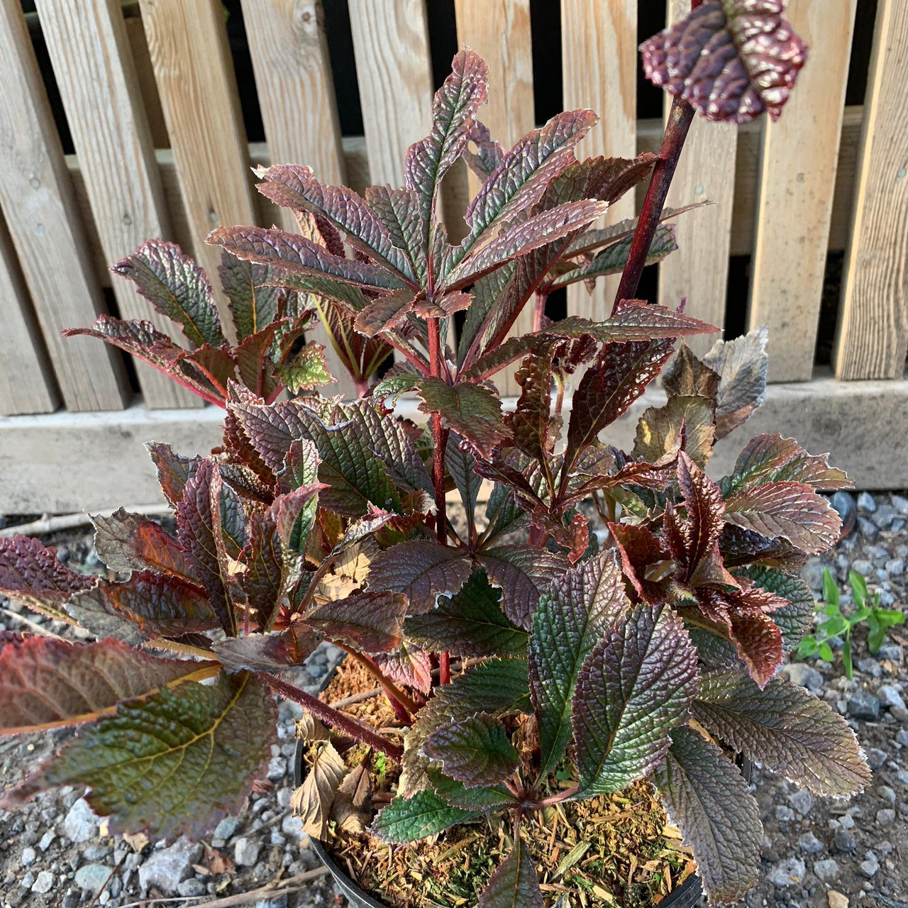 Rodgersia 'Chocolate Wings' 3ltr pot Bunkers Hill Plant Nursery