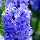 Prepared Hyacinth 'Delft Blue' BULK - 100 bulbs