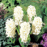 Prepared Hyacinth 'White Pearl' BULK - 100 bulbs