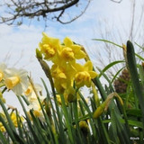 Double Daffodil 'Yellow Cheerfulness' BULK - 25kg