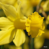 Species Narcissi 'February Gold' BULK 100 or 250 Bulbs