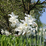 Species Narcissi 'Thalia' - BULK 100 or 250 bulbs