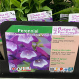 Penstemon 'Phoenix Violet' 1 litre pot
