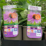 Echinacea purpurea 'Rubinstern' 3ltr pot