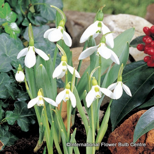 Galanthus elwesii (Snowdrop) BULK 100 or 250 bulbs Bunkers Hill