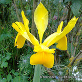 Iris 'Golden Harvest' (Dutch) BULK - 100 or 250 Bulbs