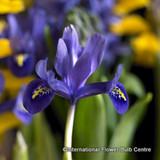 Iris reticulata 'Harmony' (species) BULK 100 or 250 Bulbs