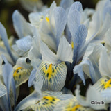 Iris reticulata 'Kath Hodgkin' (species) BULK - 100 or 250 Bulbs