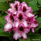 Rhododendron 'Kokardia Pink'