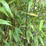 Phyllostachys nigra (Black Bamboo) 120/140cm