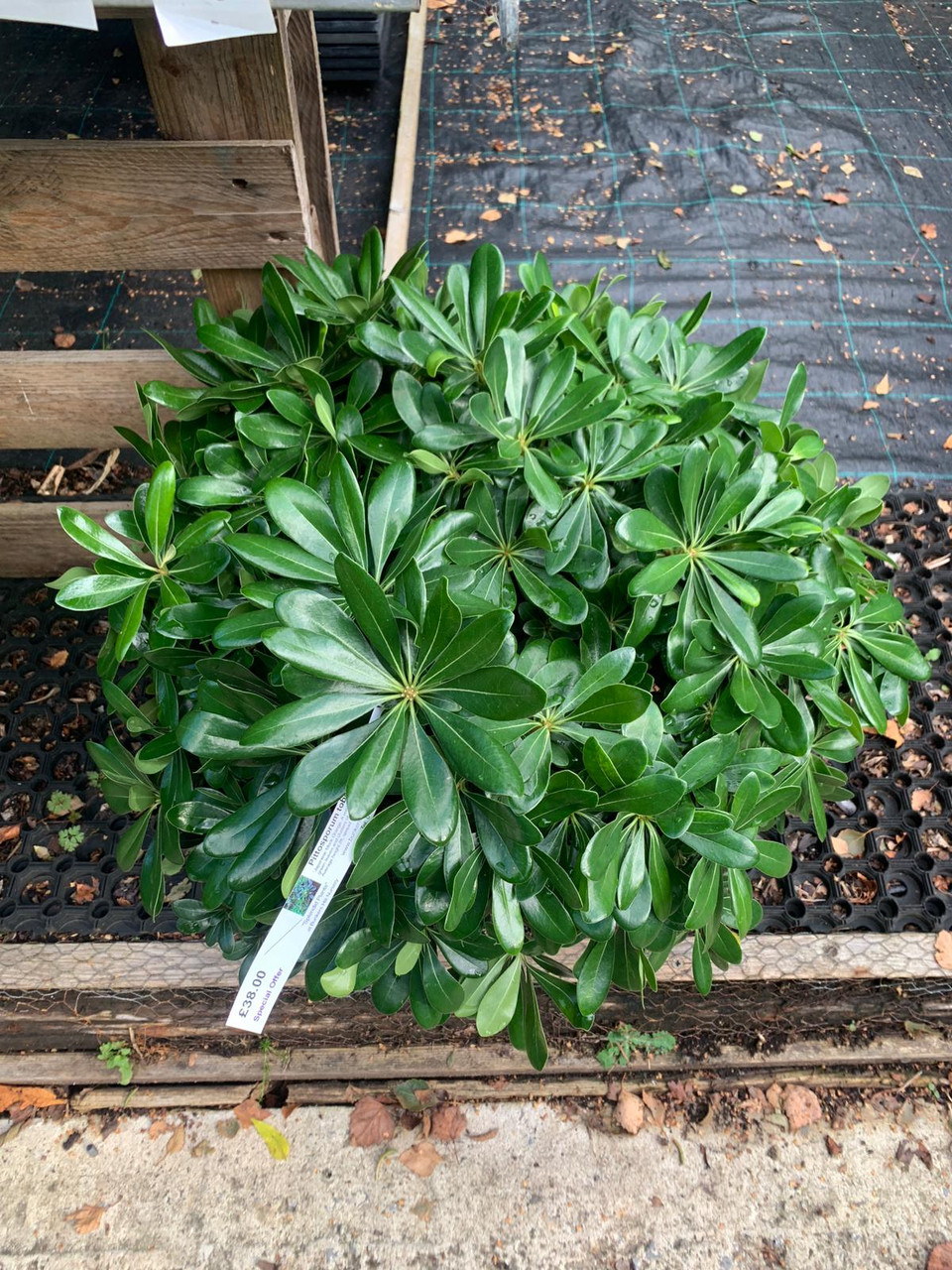 Pittosporum tobira 'Nanum' 10L Bunkers Hill Plant Nursery