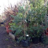 Pinus sylvestris 175/200cm (45ltr pot)