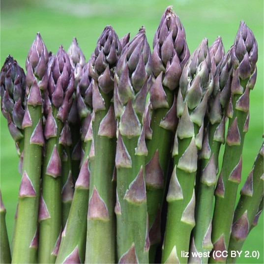 Asparagus Crown 'Backlim' x 3 (PREORDER FOR MARCH 2021) Bunkers Hill