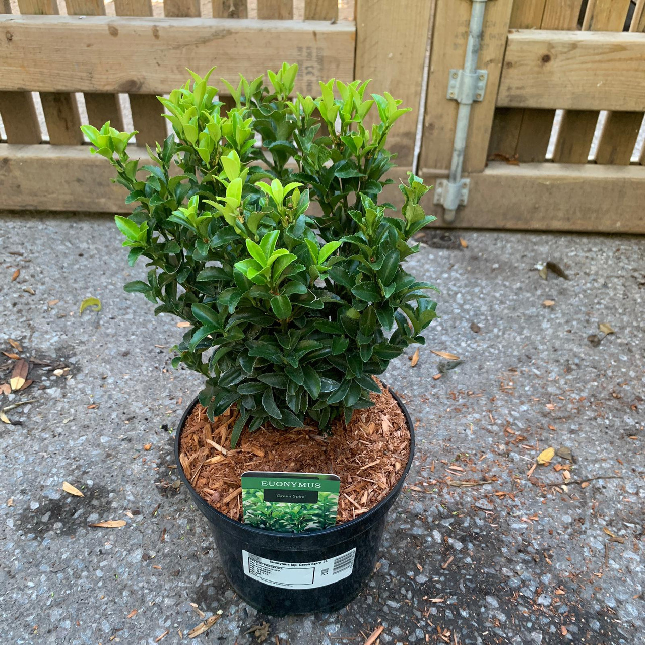 Euonymus jap. 'Green Spire' 3ltr Bunkers Hill Plant Nursery