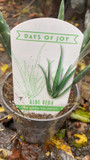 Aloe Vera - Houseplant