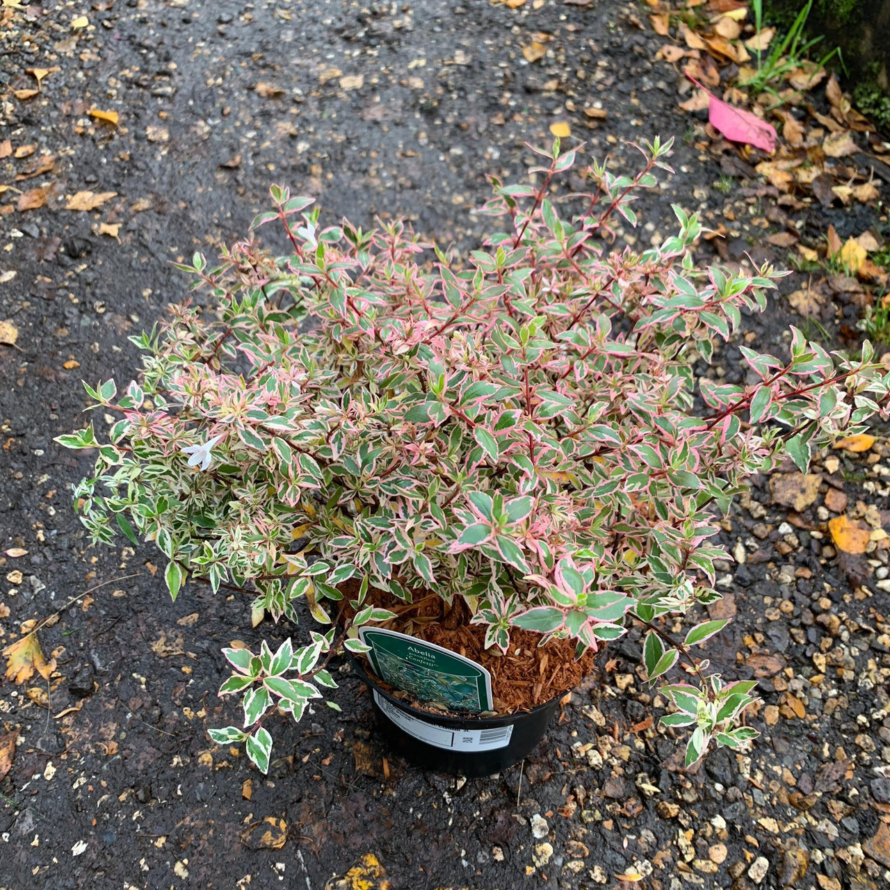 Abelia grandifl. Confetti 2ltr Bunkers Hill Plant Nursery