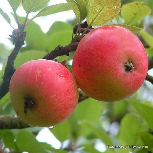 Apple Discovery 2yr Dwarf Apple Tree On M27 Rootstock Bunkers Hill