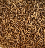 Mealworms - 1kg