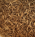 Mealworms - 500g