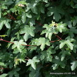 1 x Acer campestre (Field Maple) 60-90cm bare root - Single Plant