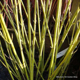 1 x Cornus 'Flaviramea' (Yellow twig Dogwood) 60-100cm bare root - Single Plant