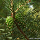 1 x Pinus sylvestris (Scots Pine) 20-40cm bare root