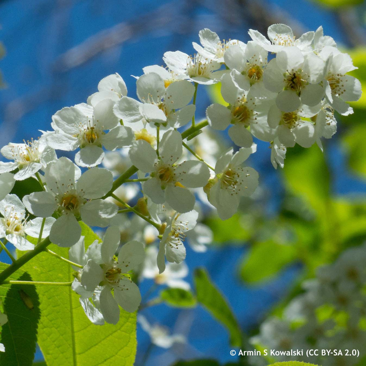 Prunus padus (Bird Cherry) 200/250cm Bunkers Hill Plant Nursery