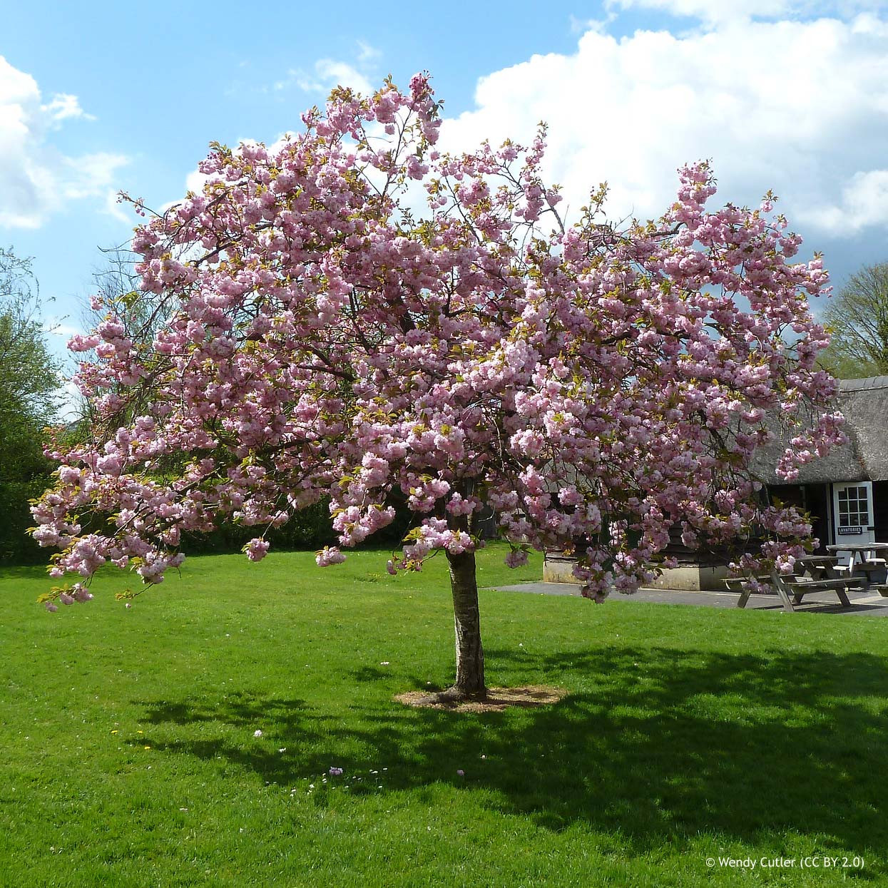 Prunus 'Pink Perfection (Flowering Cherry) 200/250cm Bunkers Hill